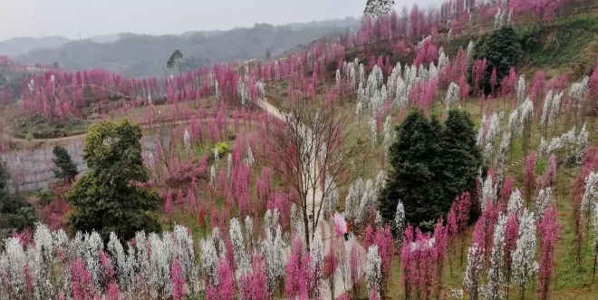 红星镇桃花寨图片