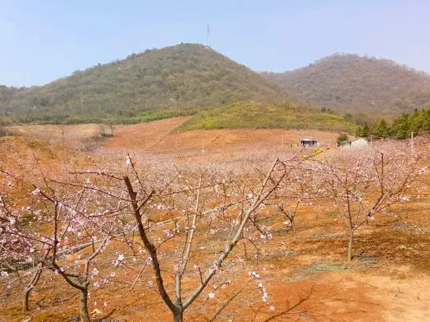 纸鸢香草庄园图片