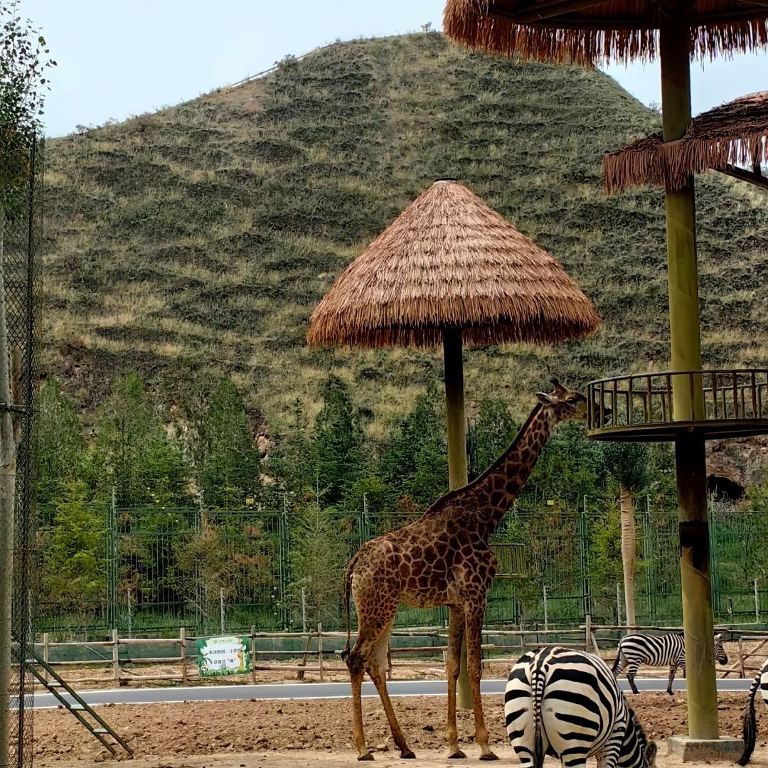 兰州野生动物园星空屋住宿+兰州野生动物园成人门票 - 定制游预订