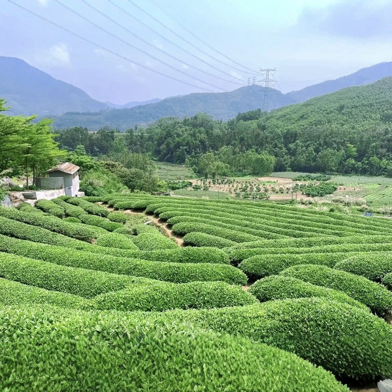 【乐享】南平高端品牌连锁酒店2天1晚自由行+武夷山