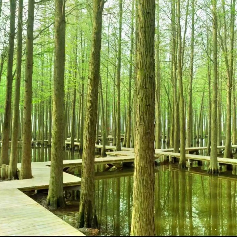 泰州老街柳园亚朵酒店住宿3晚+李中水上森林公园门票1张