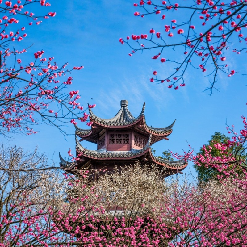 【湖畔风雅,超山有约】3天2晚杭州见吾乡·久临静舍湖畔民宿+超山景区门票