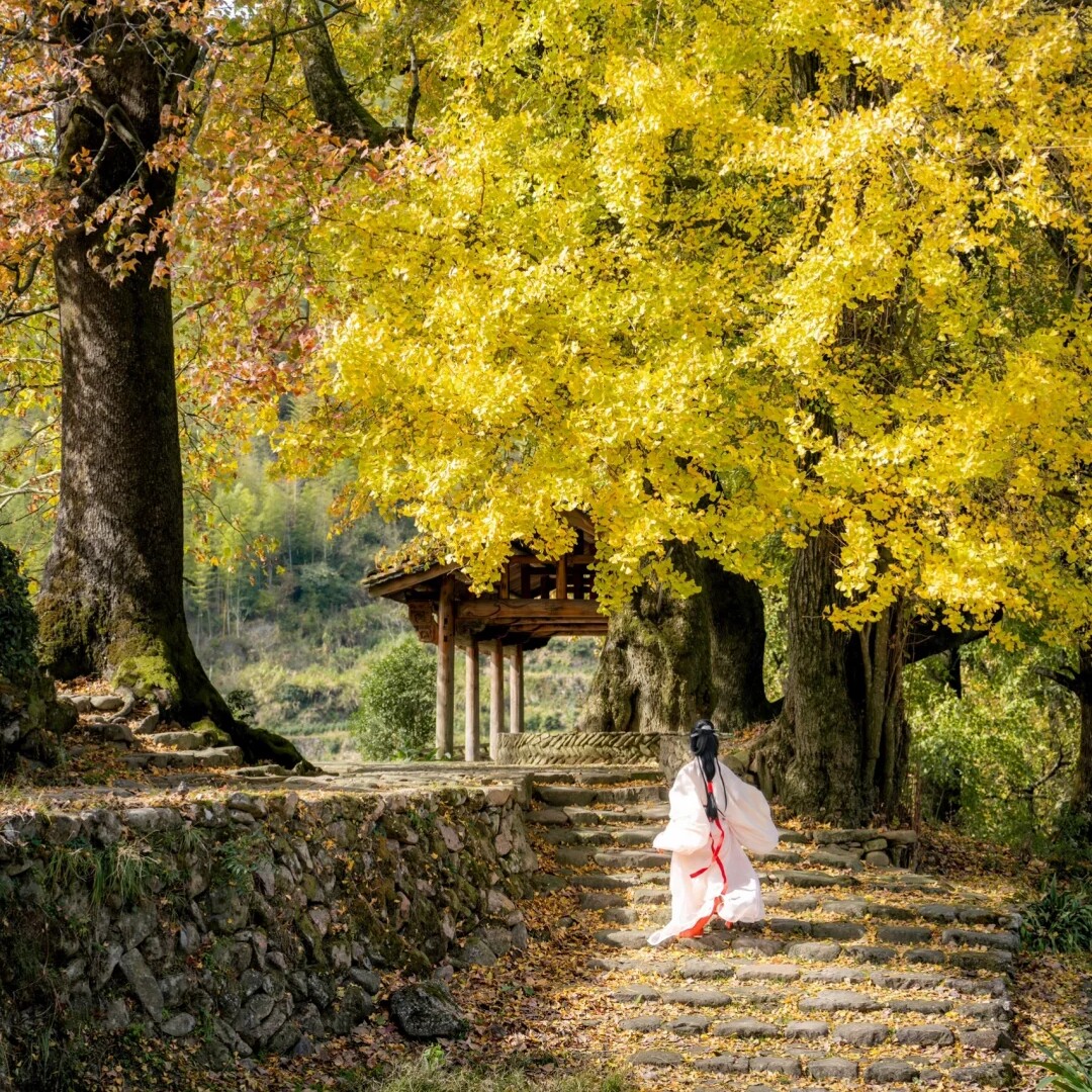 元旦【清远小江银杏村+蓝山谷红枫2天】漫步湘江大峡谷+万山朝王 - 定制游预订