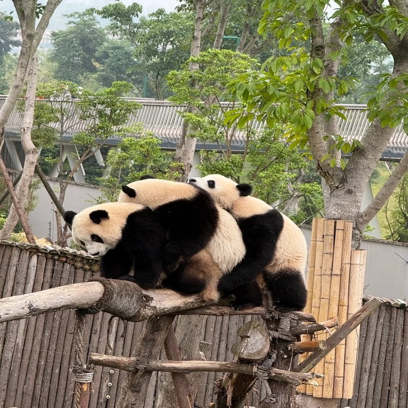 重庆 自由行 自驾游 重庆动物园 含酒店住宿 洪崖洞+景点 - 定制游预订