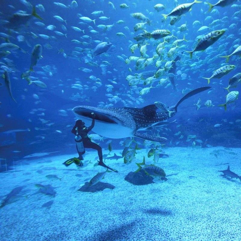 青岛国信中心酒店3天2晚|海洋公园+摩天轮+云上海天买1送1|亲子优选