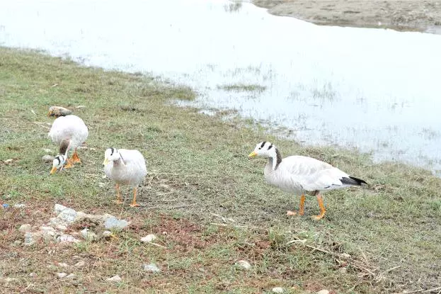 湖环湖圈基地图片