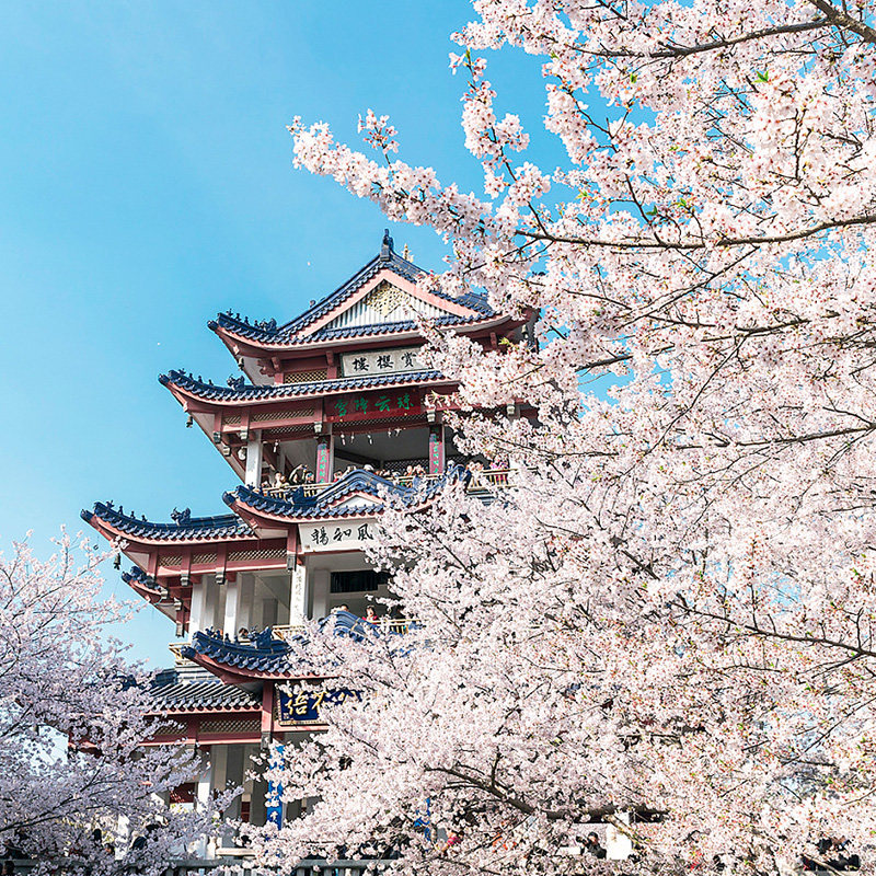 【赏花季】无锡鼋头渚太湖游船风景区门票游船一日游飞猪旅行 - 定制游预订