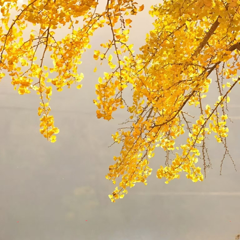 Y【千年银杏】随州白云山国宾酒店+银杏谷/自驾5天4夜 - 定制游预订