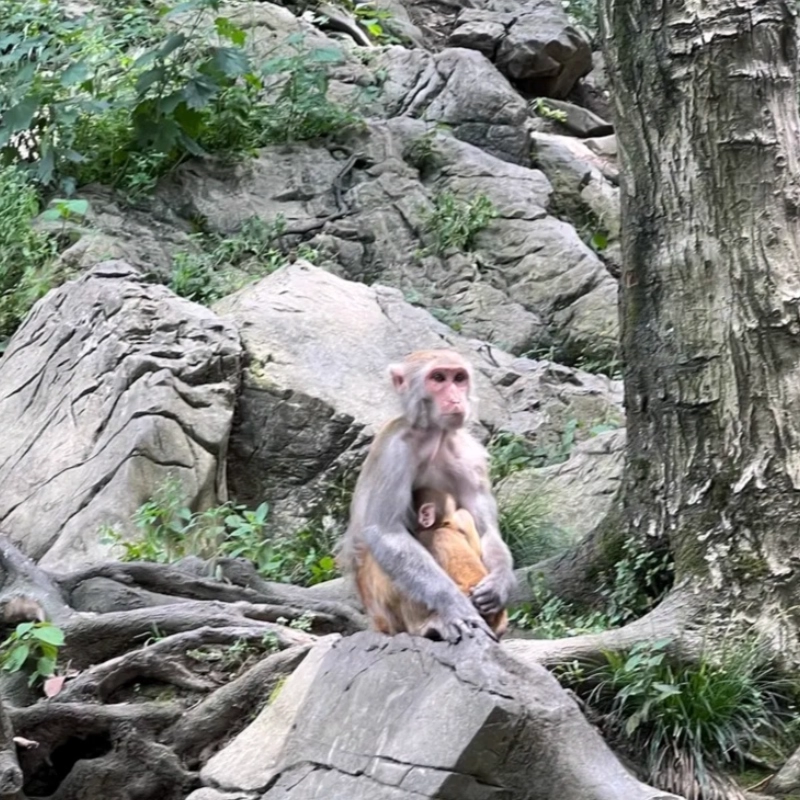 x【4天3晚】贵阳自由行住全季酒店(贵阳甲秀楼民生路好吃街店)+黔灵山公园门票套票