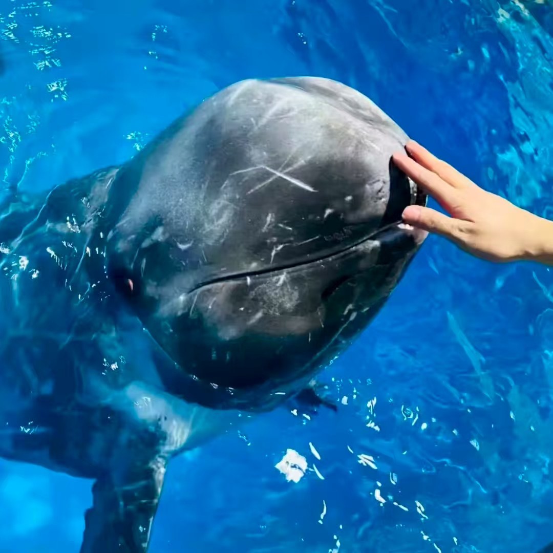 【畅游】甘肃兰州皇冠假日酒店大床房5天4晚+兰州极地海洋世界