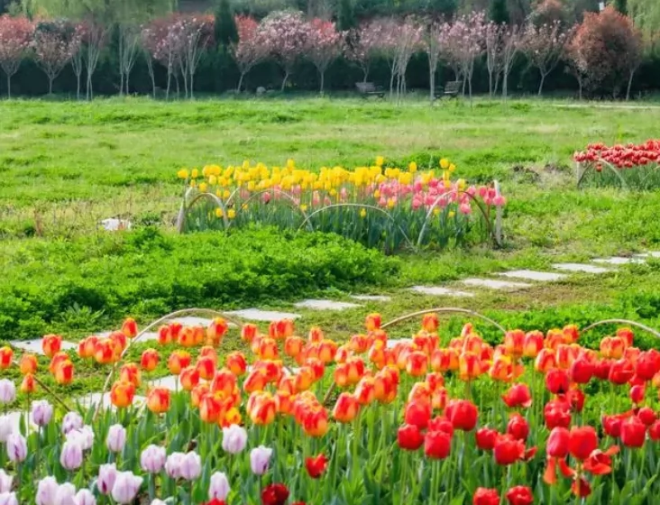 山水涧花海图片