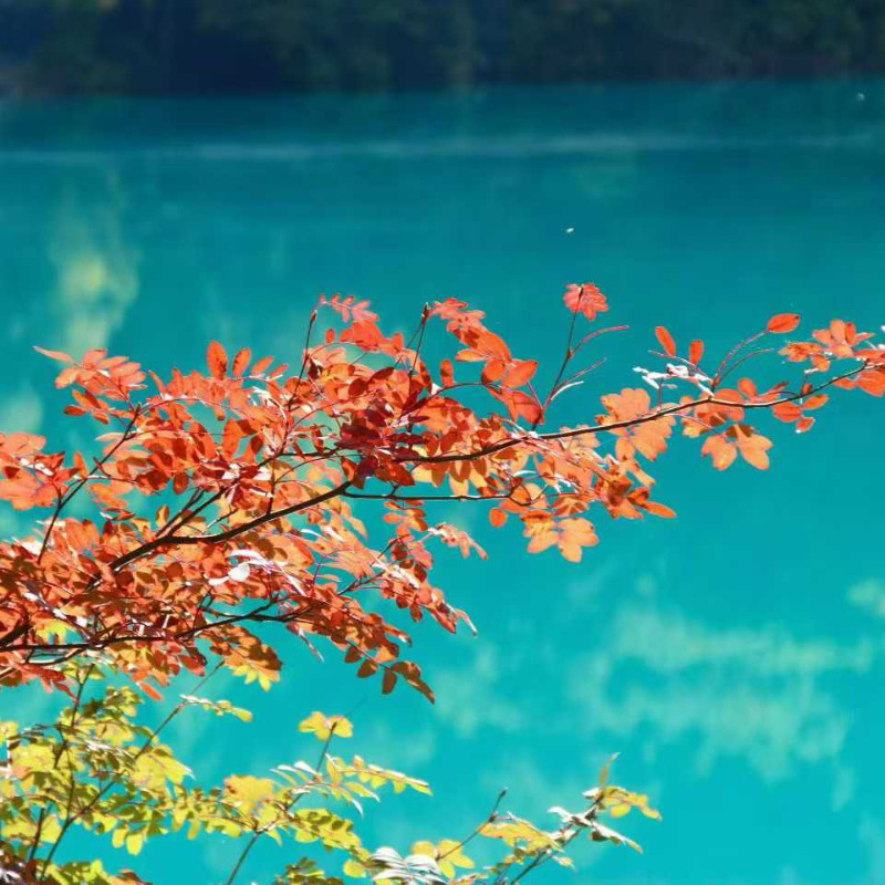 【宜见九寨】丽呈别院·四季漫居酒店(九寨沟景区店) +早餐+九寨沟门票+观光车