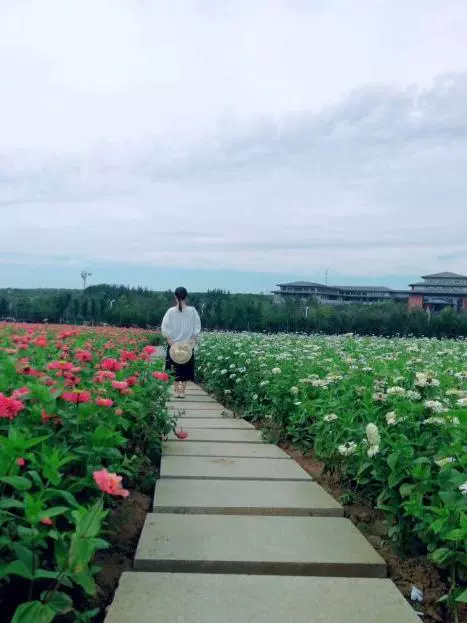 莲花山花海图片