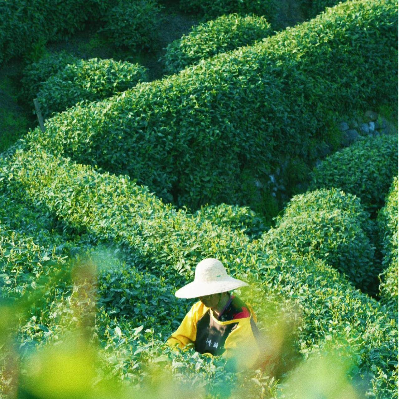 杭州梅家坞村半日游【打泉水体验|含龙井茶采茶+炒茶+品茶】 - 定制游预订