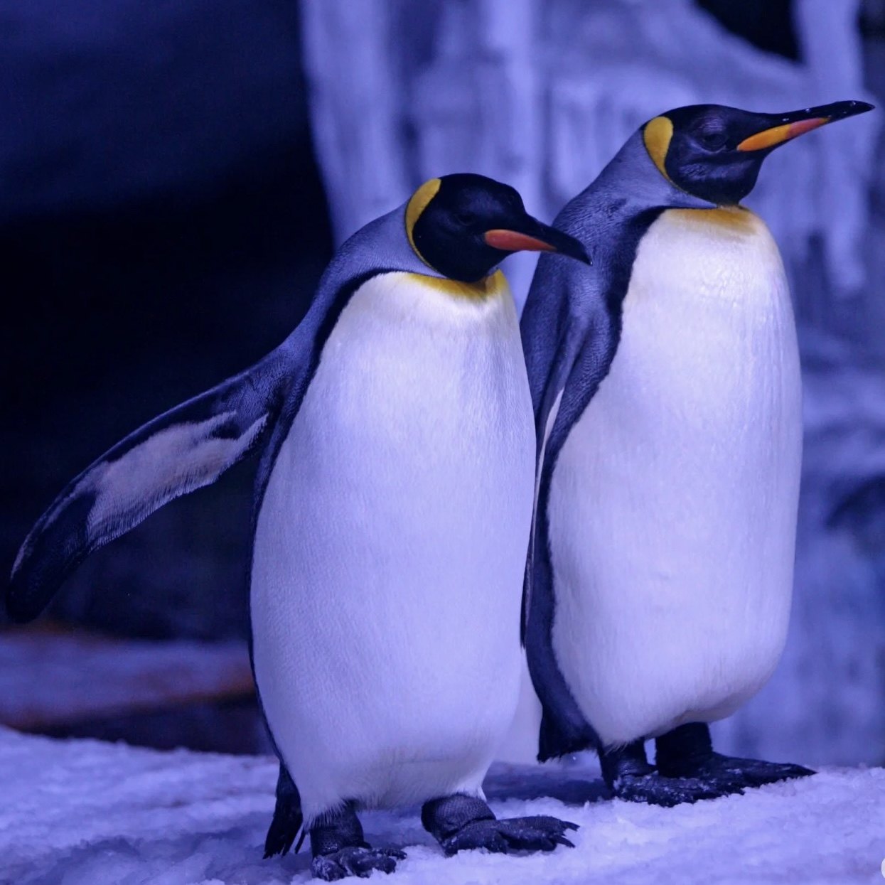 武汉黄鹤楼门票江城明珠豪生大酒店江景房湖北省博物馆门票一单一团讲解双人套餐