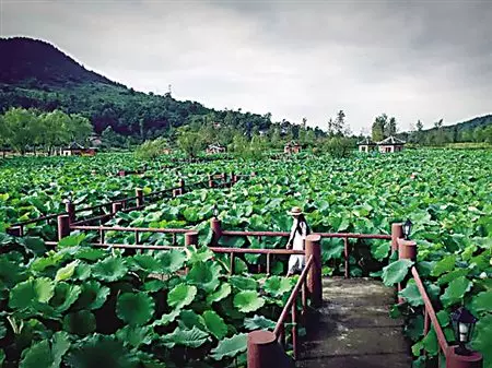 荷塘悦色湿地公园图片