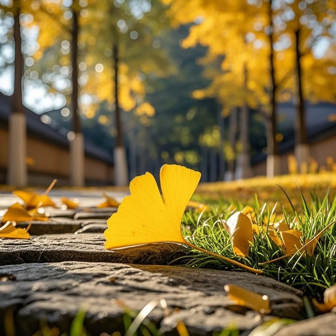 维也纳国际酒店(益阳桃江东方新城店)住宿+桃花江竹海景区成人门票
