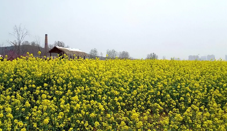 油菜花海图片