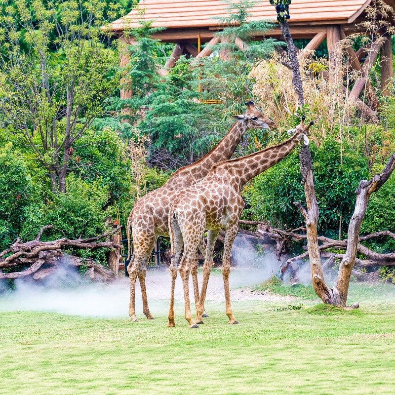 中秋国庆|【动物世界】郑州3天2晚自由行*郑州银基冰雪酒店|郑州银基动物王国