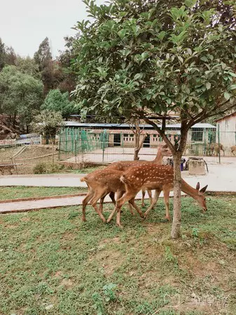 鹿苑图片