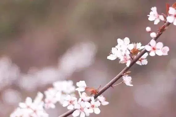 莲花河滨水绿道图片