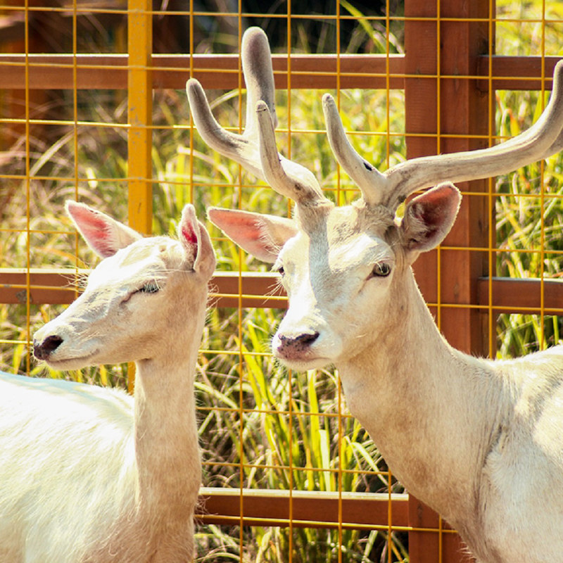 南京固城湾开元名都度假酒店含早+固城湾门票+白鹿乐园 可选品蟹/酒水套餐