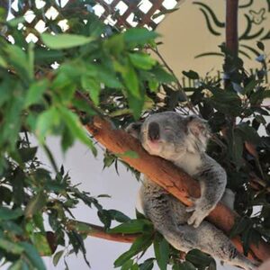 
[Featherdale Wildlife Park-Big Ticket] Quickly issue tickets and scan the QR code to book Featherdale Wildlife Park in Sydney on the same day you enter the park