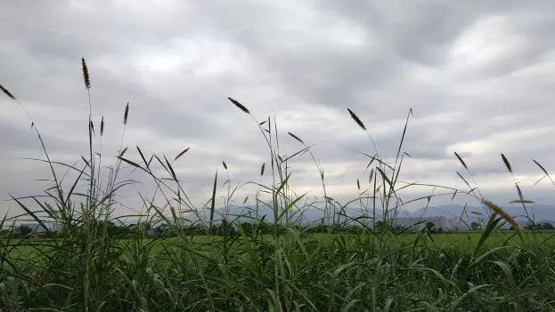 塔礁洲湿地公园图片