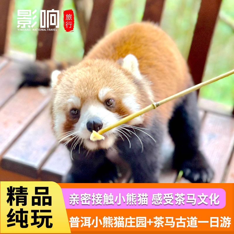 普洱太阳河森林公园+茶马古道景区一日游/2-6人小团+与小熊猫互动 - 定制游预订