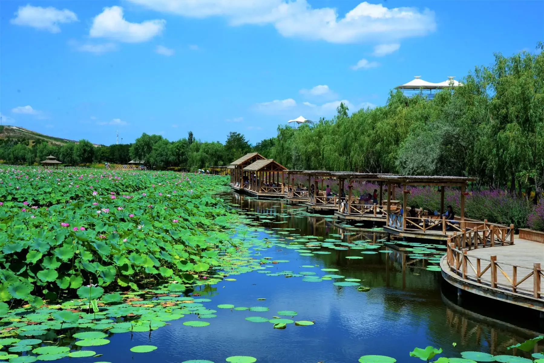 河口鸣翠湖湿地风景区图片