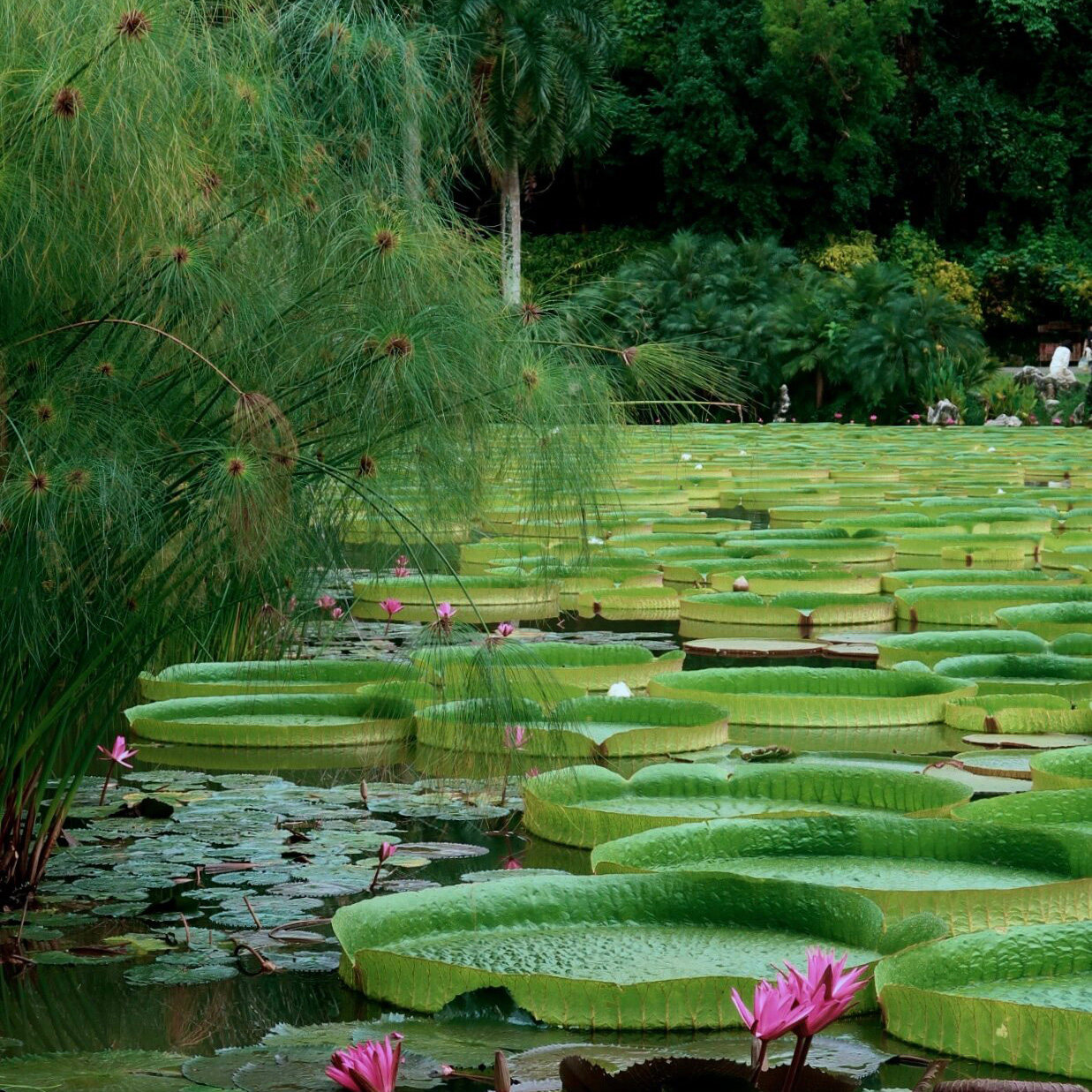 含中餐 西双版纳3日游/野象谷+原始森林+植物园+傣族园+望天树