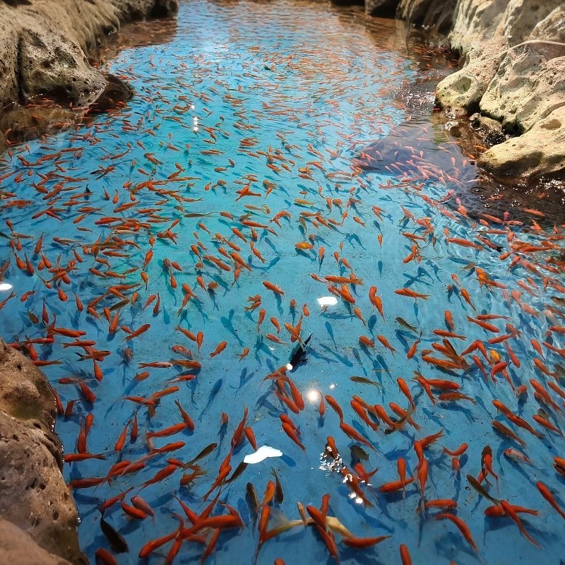 【寒假早鸟】合肥-合肥银泰君亭酒店|豪华双床房+合肥海洋世界+姥山岛3天2晚自由行