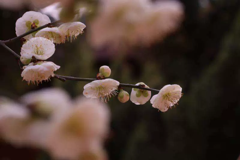 玉泉禅寺图片