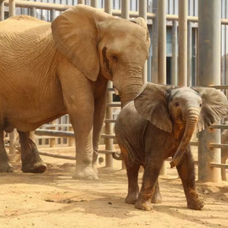 可定制化旅行北京动物园+豪华酒店