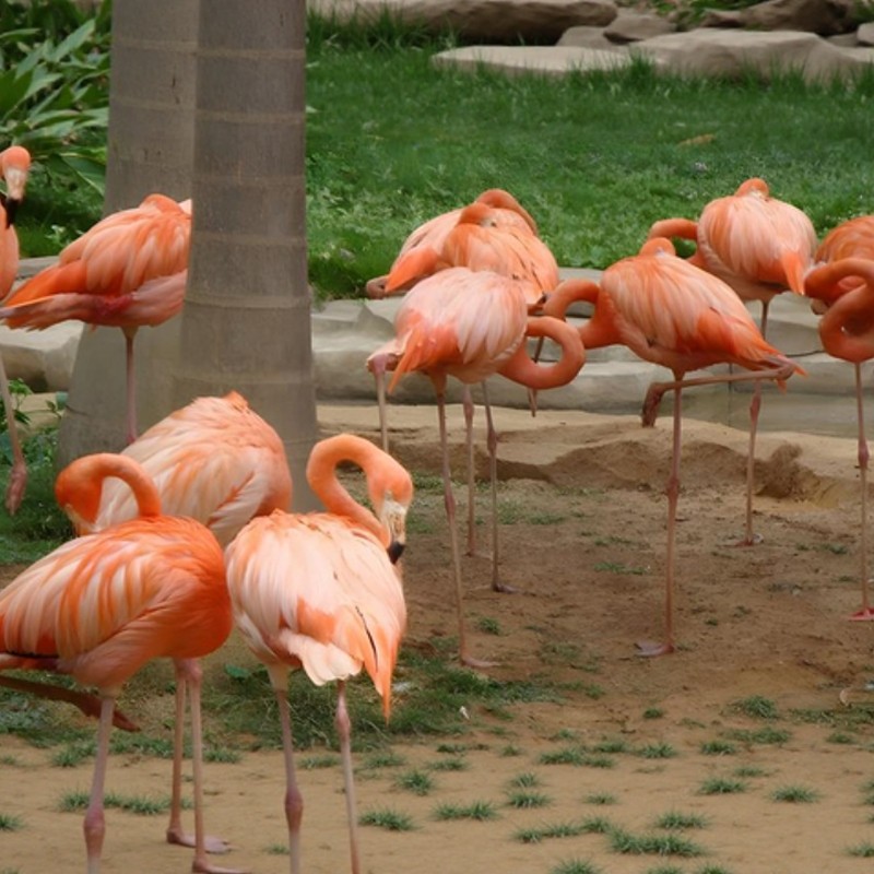 【宿万丽周末不加价】3天2晚南宁万丽酒店+青秀山/南宁动物园/南宁极地海洋世界景随选