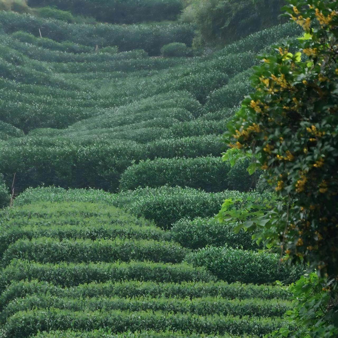 一日小茶农|梅家坞茶文化研学一日营【采茶+古法炒茶+茶包DIY】 - 定制游预订