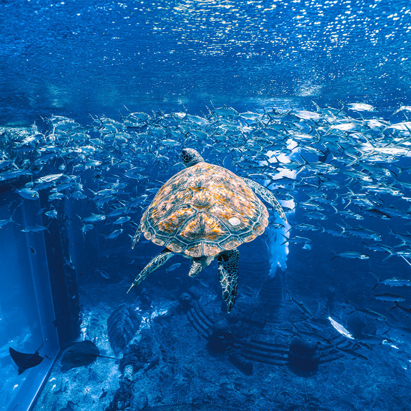 【享俱乐部礼遇】三亚亚特兰蒂斯皇家俱乐部海景房1晚+含早+畅玩水世界水族馆