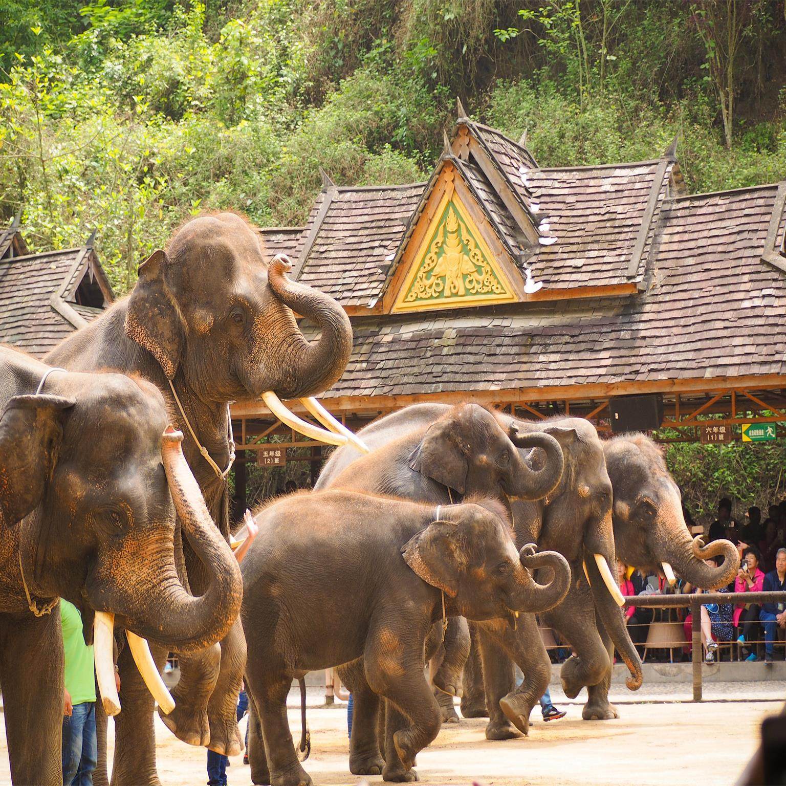 西双版纳+丽江+大理8天7晚游《大理洱海廊道骑行旅拍丨2成人起订 - 定制游预订