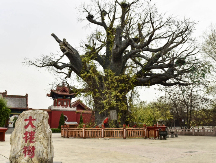 郭村大槐树景区图片