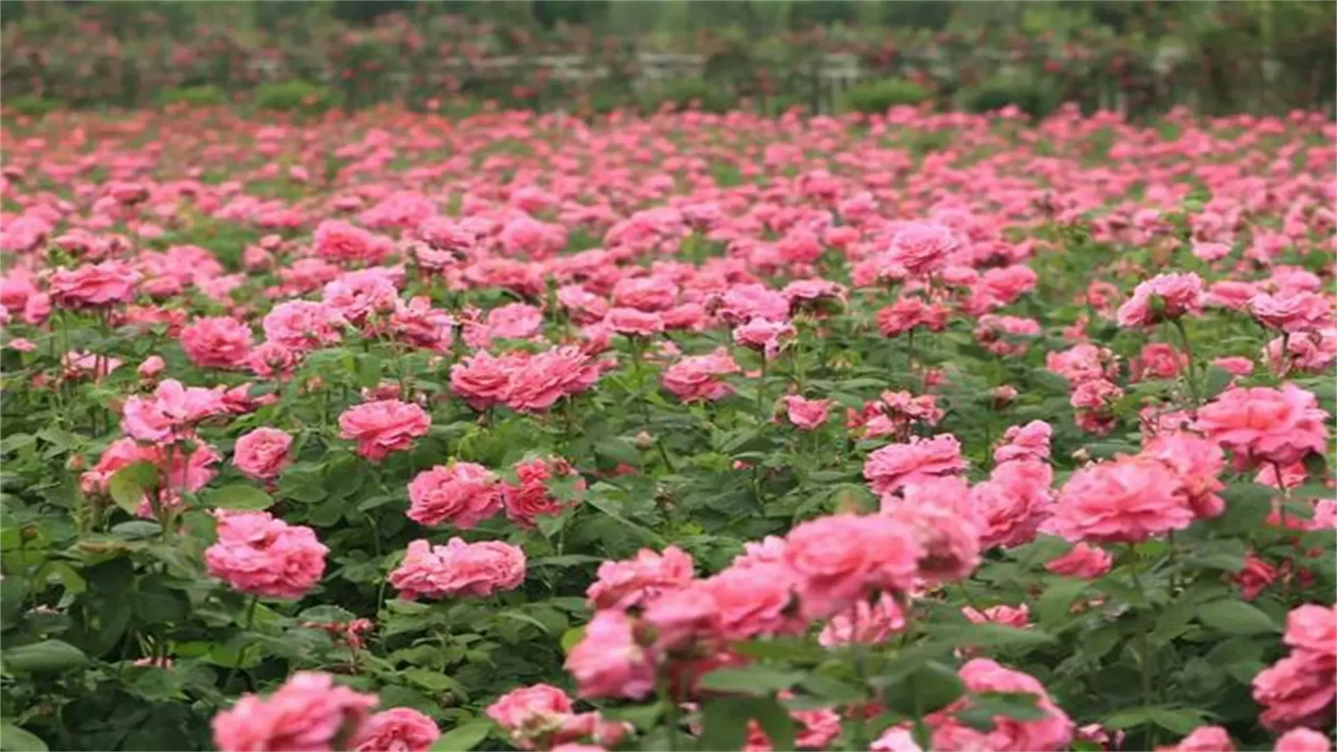 慕藤月鲜花农场图片