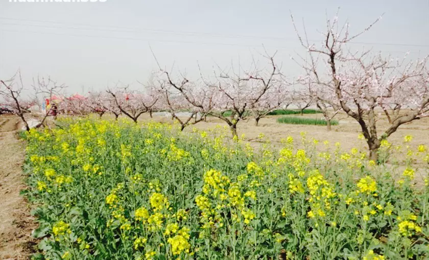 六村堡桃花园图片