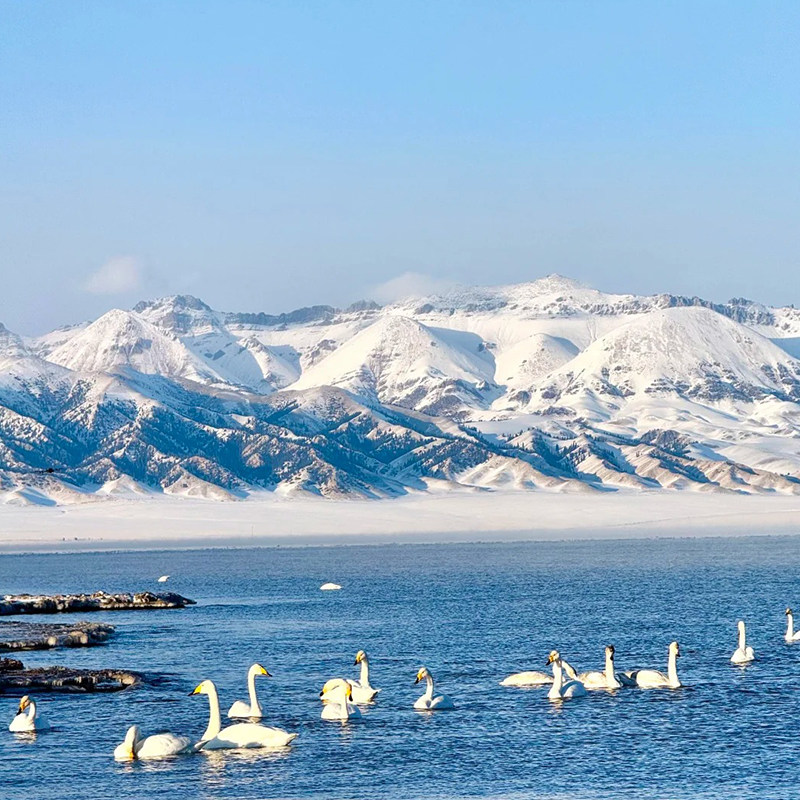 【北疆环线】新疆旅游8天7晚喀纳斯阿禾公路赛湖库尔德宁那拉提 - 定制游预订