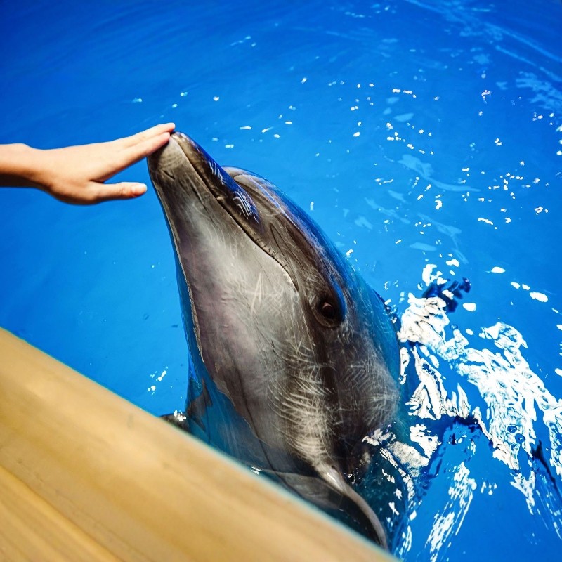 【中秋国庆】泉州富力万达文华酒店+泉州欧乐堡海洋王国乐园+清源山 3天2夜自由行