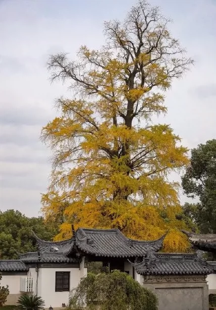 古木清风图片