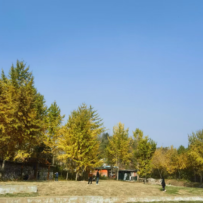 Y【千年银杏】随州白云山国宾酒店+银杏谷/自驾5天4夜