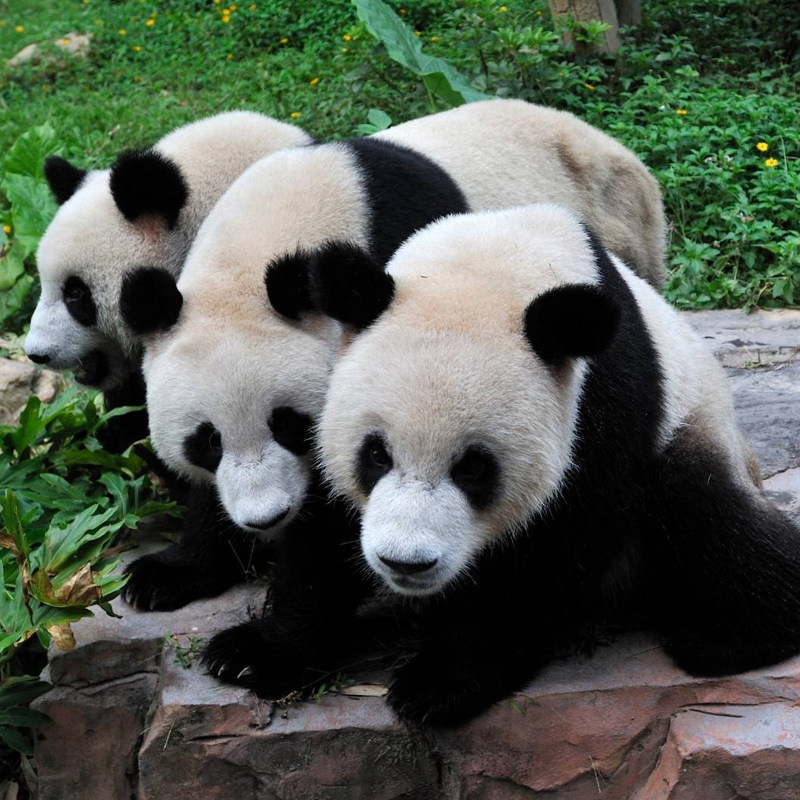 七色光广州长隆自由行吃住玩套餐欢乐世界动物园水上乐园大马戏