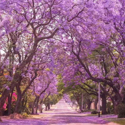 蓝花楹街景图片