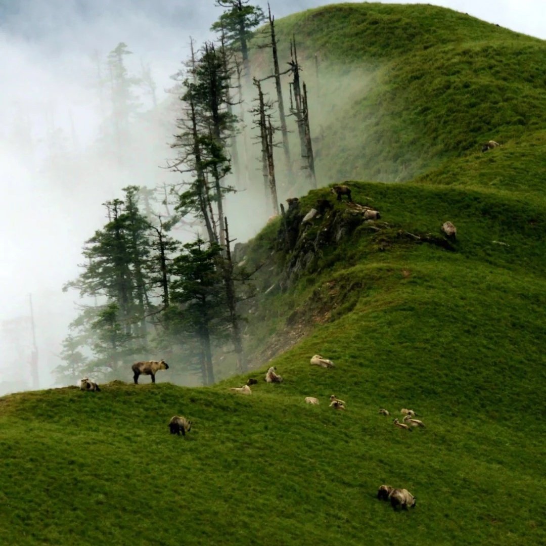 唐家河国际大酒店住宿+唐家河国家级自然保护区成人门票