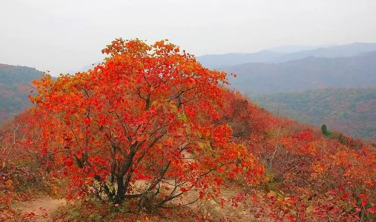 韩城香山红叶图片