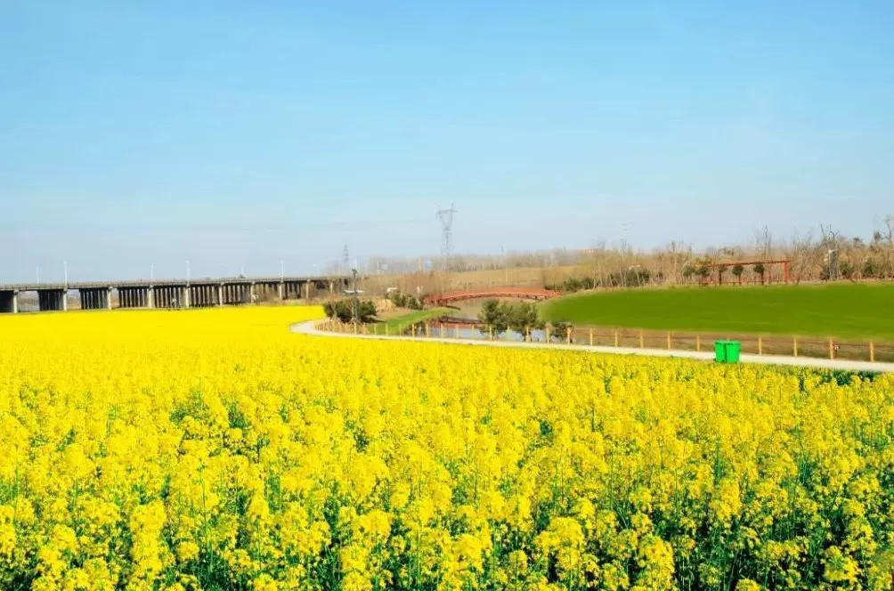 牛楼花海彩田景区图片